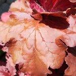 Heuchera sanguinea葉