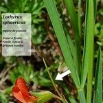 Lathyrus sphaericus Kukka