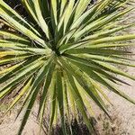 Yucca schidigera Frunză