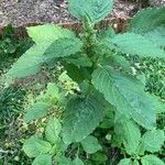 Amaranthus retroflexus Blad