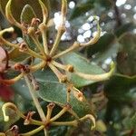 Stenocarpus tremuloides Froito