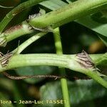 Trifolium michelianum Fruit