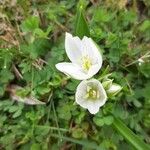 Ornithogalum umbellatum花