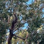 Eucalyptus camaldulensis Blad