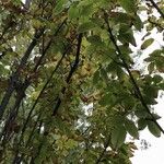 Staphylea pinnata Likasa