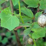 Malva trimestris 果實