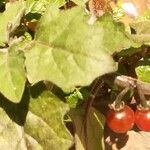 Solanum villosum Frucht