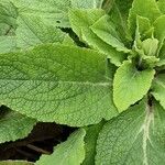 Verbascum phlomoides Folio