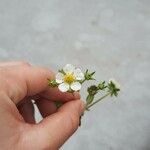 Fragaria viridisFlower