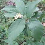 Varronia curassavica Leaf