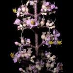Oxyspora paniculata Flower