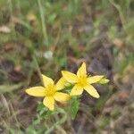 Hypericum humifusumFlower