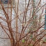 Corylus avellana 整株植物