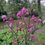 Aquilegia nigricansЦветок