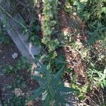 Artemisia douglasiana Листок