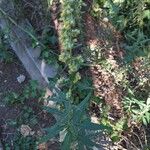 Artemisia douglasiana Blad