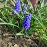 Muscari armeniacumফুল