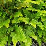 Selaginella vogelii Folla