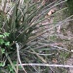 Hesperaloe parviflora Hábito