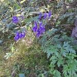 Aconitum variegatum फूल