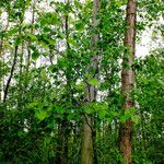 Alnus incana Hàbitat