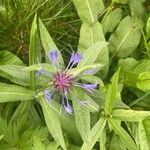 Centaurea montana Λουλούδι