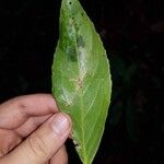 Lecointea amazonica Leaf