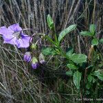 Solanum umbelliferum ᱛᱟᱦᱮᱸ