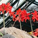 Hippeastrum puniceum (Lam.) VossΛουλούδι