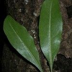 Pittosporum cherrieri Leaf