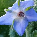 Borago pygmaea Virág