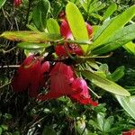 Rhododendron cerasinum Liść