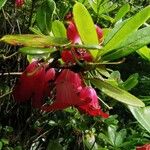 Rhododendron cerasinum পাতা