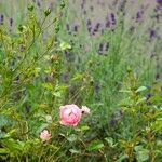 Rosa abietina عادت داشتن