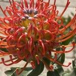 Leucospermum cordifolium Květ