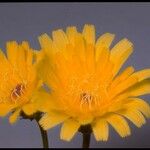 Malacothrix glabrata Flower