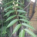 Ailanthus altissimaᱥᱟᱠᱟᱢ