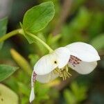 Helleborus viridis Flower