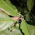 Crossopetalum parviflorum Кветка