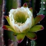 Cereus jamacaru Květ