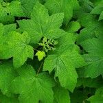 Rubus odoratusLeaf