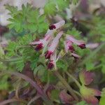 Fumaria flabellata Blomst
