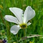 Narcissus poeticus Blüte