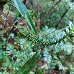 Angraecum appendiculatum برگ