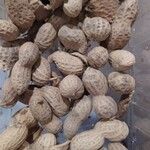 Arachis hypogaea Фрукт