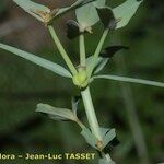 Euphorbia dracunculoides Fruit