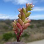 Sedum cespitosum Foglia