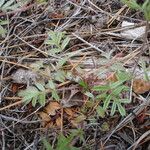 Potentilla tilingii Hábito