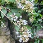 Abelia chinensis Flower