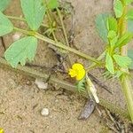 Medicago murex Fleur